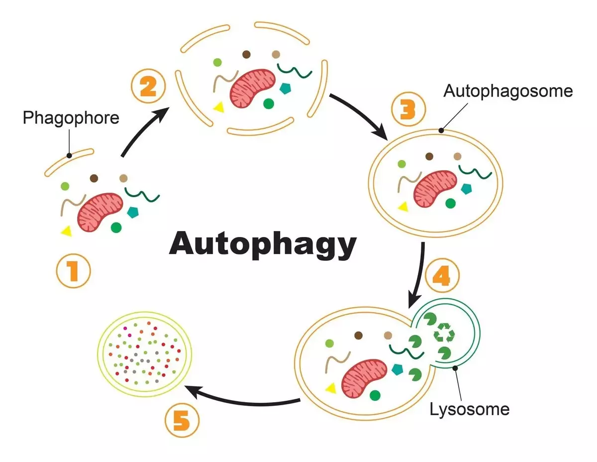 autophagy autophagy