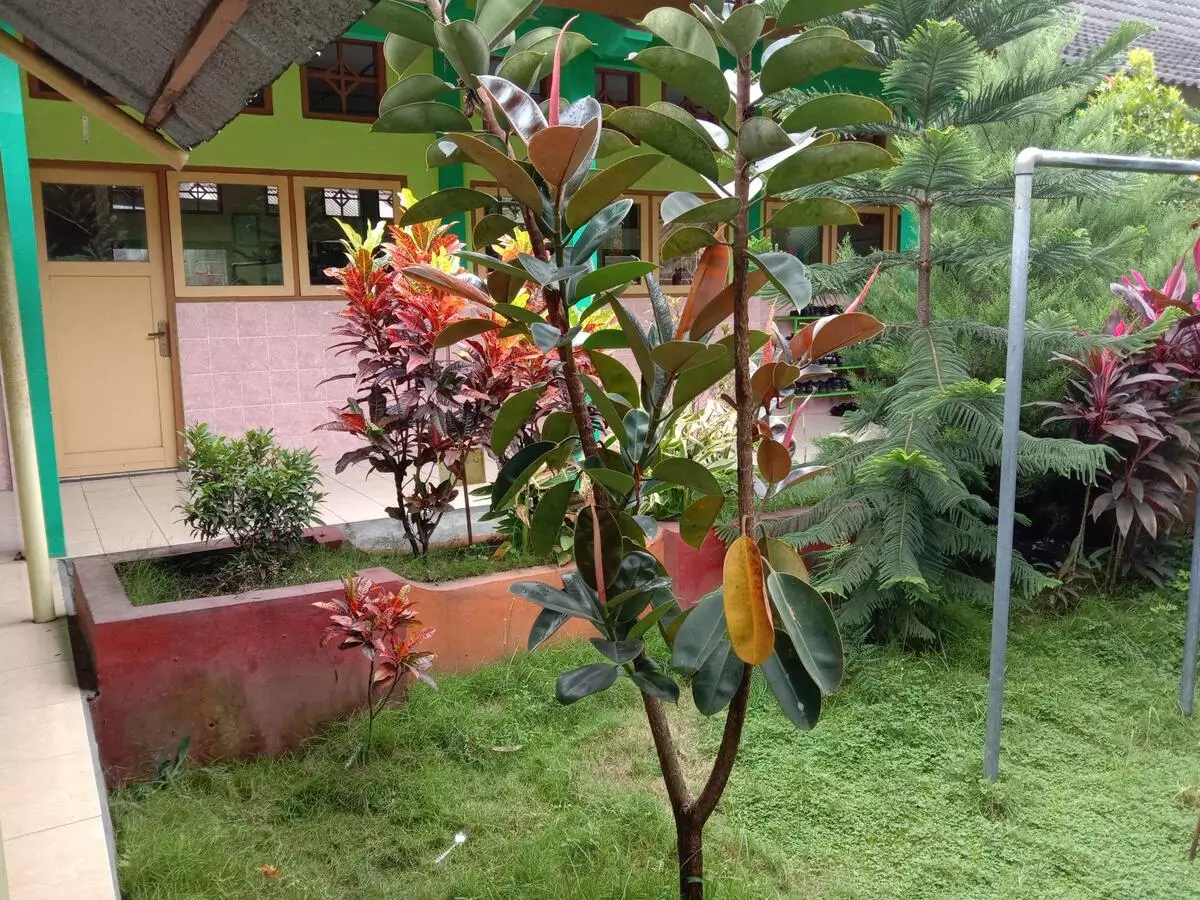 Tanaman Karet hias Berbeda dengan Pohon Karet yang diambil Cairan Karetnya