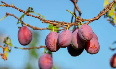 Ramai di TikTok, Inilah Resep Asinan Kiamboy yang Bikin Mata Melek