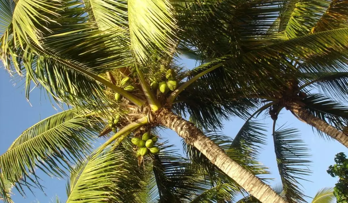 daun kelapa daun kelapa