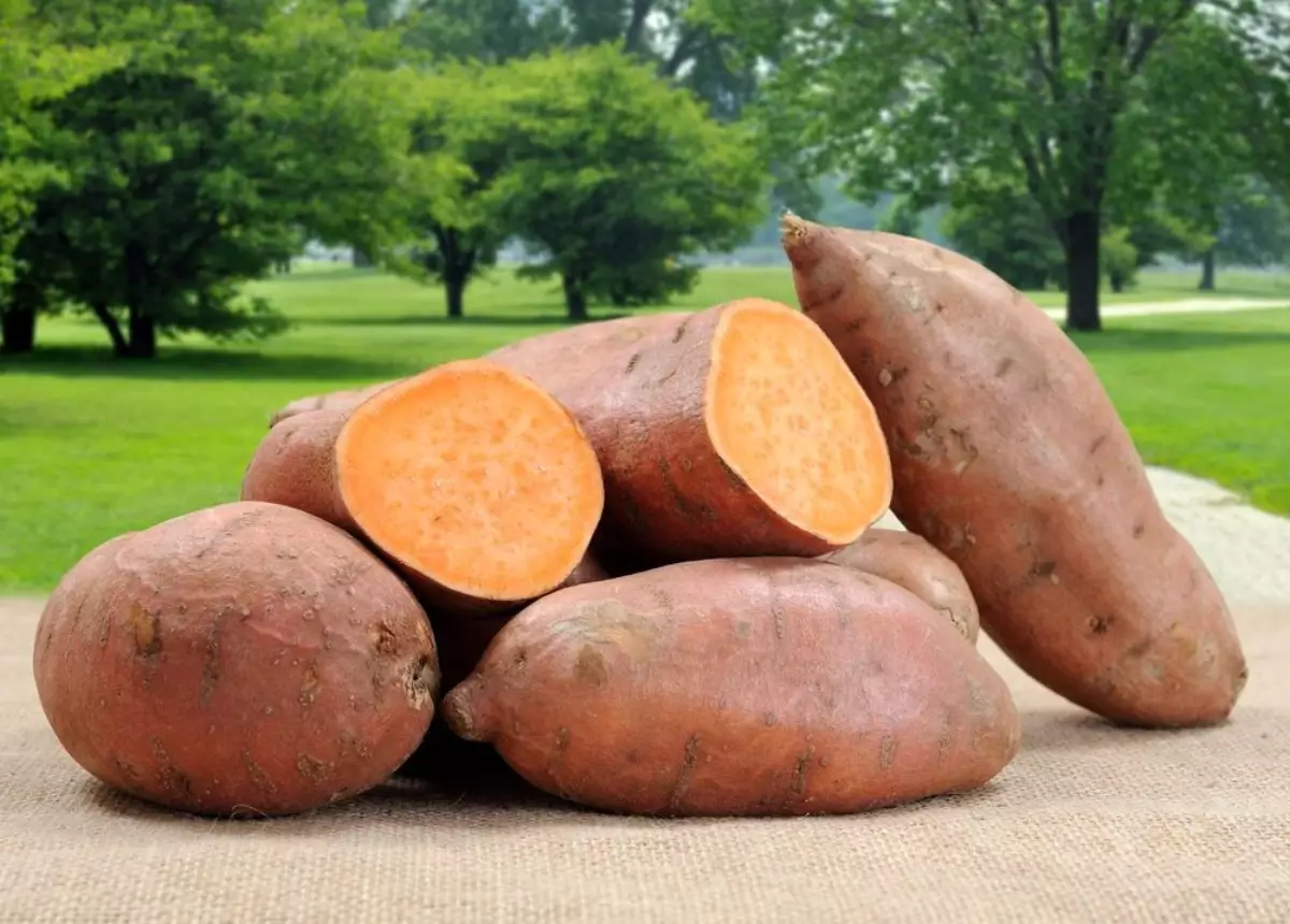 Ubi Jalar Ubi jalar merupakan salah satu makanan rendah kalori yang tetap mengenyangkan.