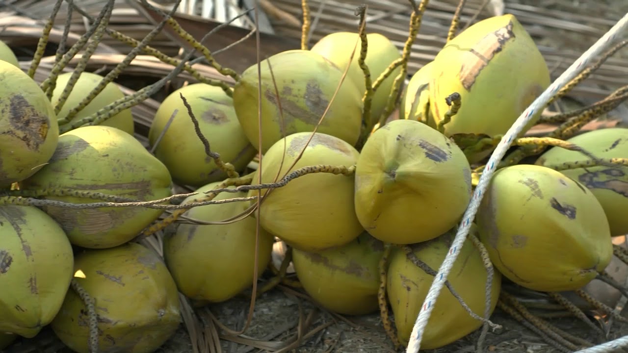 Manfaat Buah Kelapa