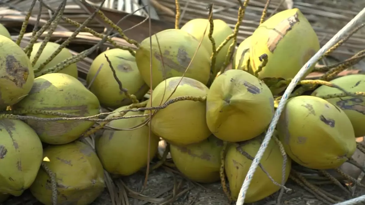 Manfaat Buah Kelapa Manfaat Buah Kelapa