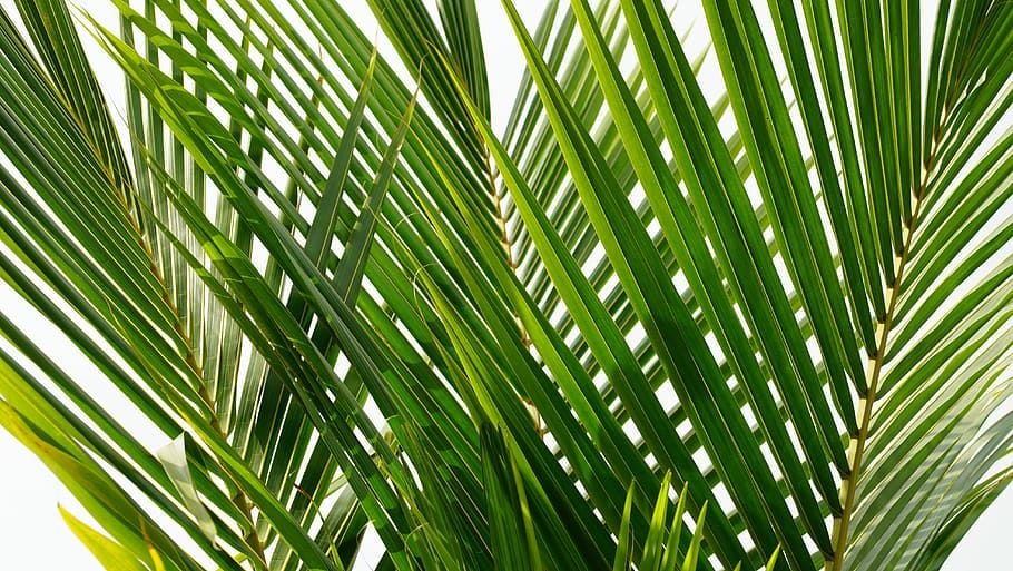 Manfaat Daun kelapa