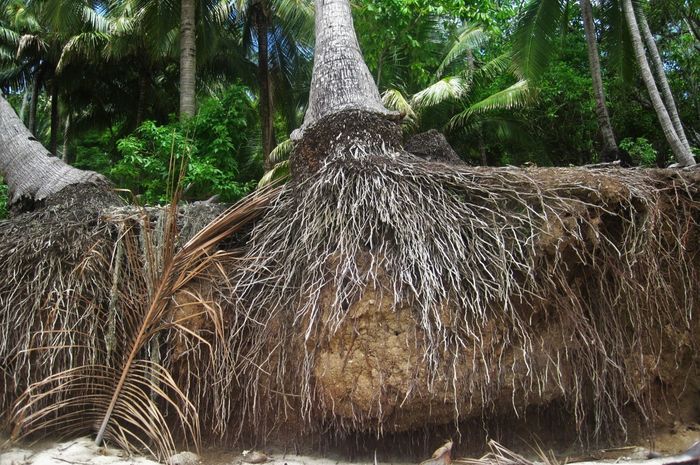 Manfaat Akar Kelapa