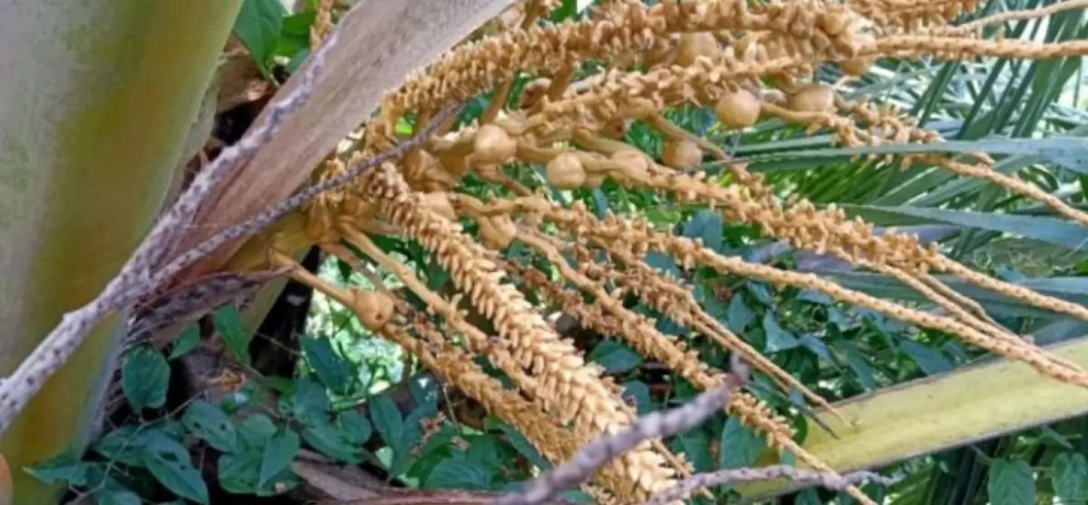 Manfaat Bunga Kelapa Manfaat Bunga Kelapa