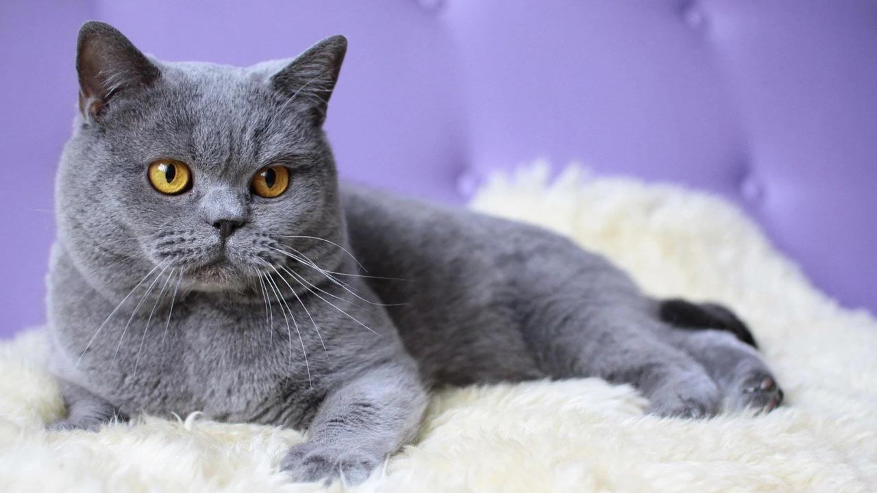 6 Jenis Kucing yang Populer Untuk Dipelihara, Tips untuk Memilih Ras Kucing yang Sesuai dengan Kepribadian