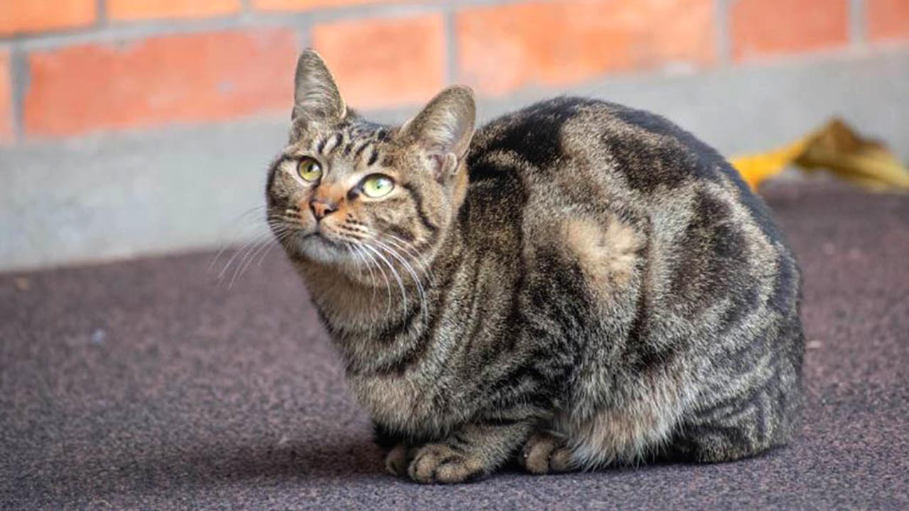 6 Jenis Kucing yang Populer Untuk Dipelihara, Tips untuk Memilih Ras Kucing yang Sesuai dengan Kepribadian