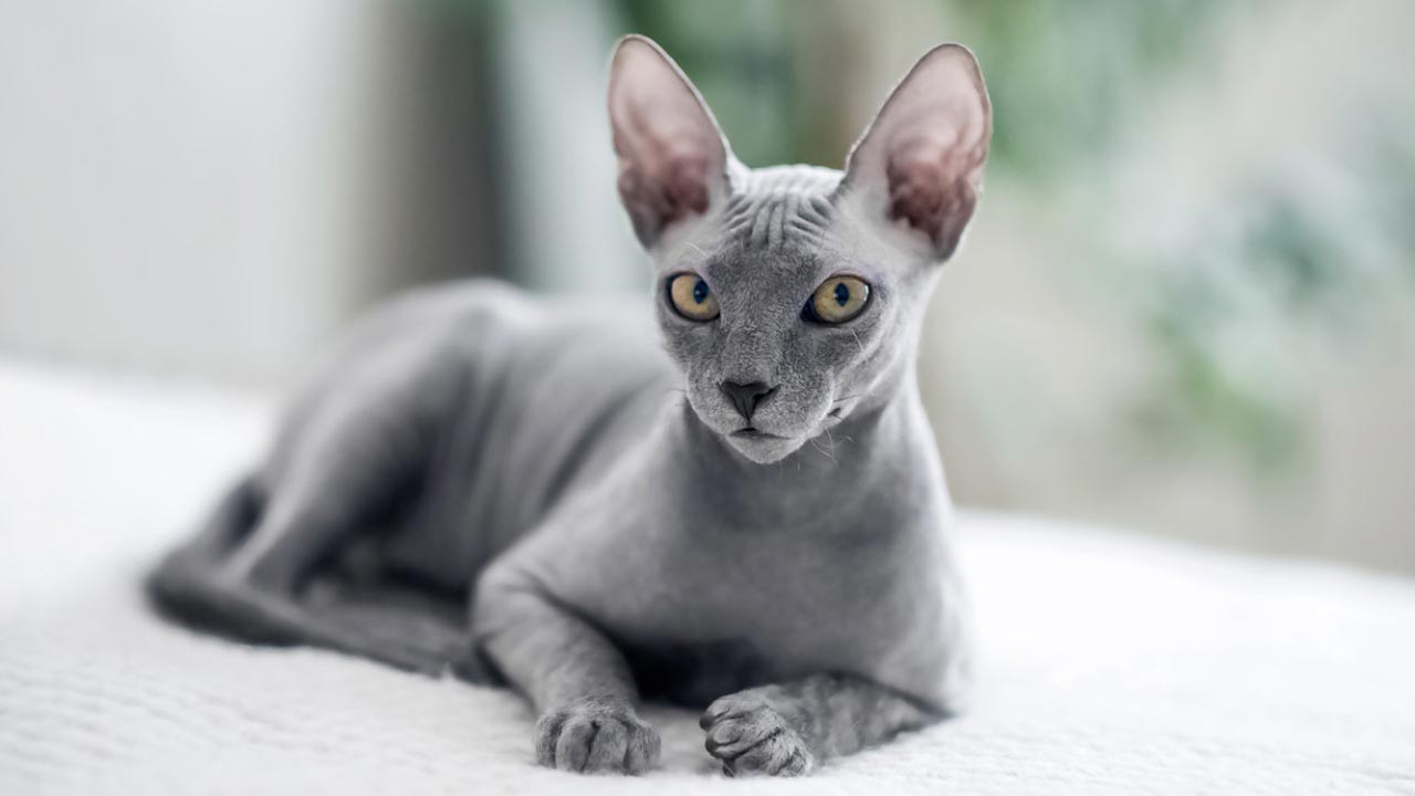 6 Jenis Kucing yang Populer Untuk Dipelihara, Tips untuk Memilih Ras Kucing yang Sesuai dengan Kepribadian