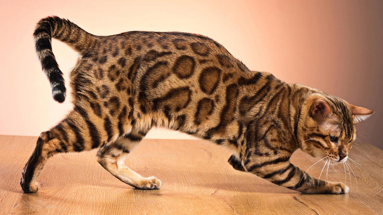 6 Jenis Kucing yang Populer Untuk Dipelihara, Tips untuk Memilih Ras Kucing yang Sesuai dengan Kepribadian
