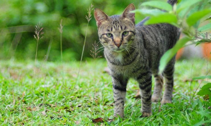 Memelihara-Kucing