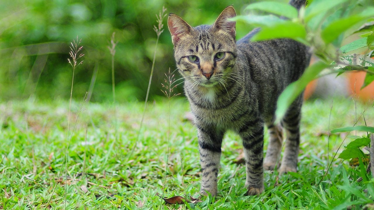 Memelihara-Kucing